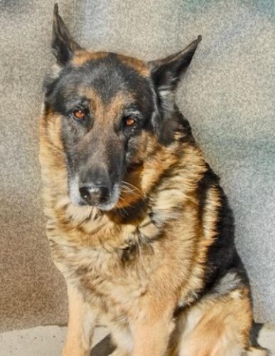 The Story of Taylor, a Shelter Dog